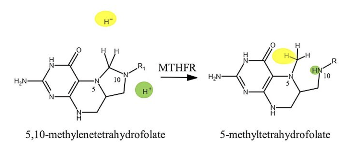 <p>Reduction of:<br>N5,N10-methylene THF —> ____</p><p>is irreversible</p>