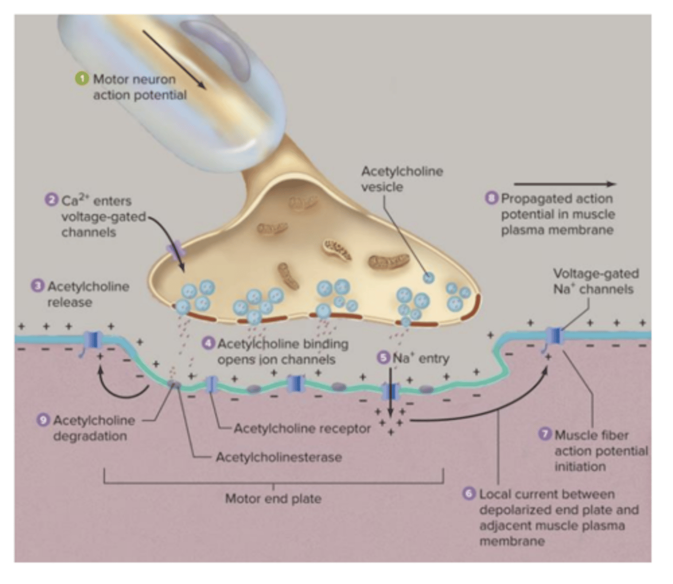 <p>A ligação entre o nervo e o músculo é feita pela junção neuromuscular. Neste tipo particular de sinapse, os potenciais de ação que estimulam o músculo esquelético são gerados em neurónios motores que têm o seu corpo celular localizado no tronco cerebral ou na espiral medula. Estes neurónios são mielinizados, e por isso a velocidade de condução é elevada.</p>