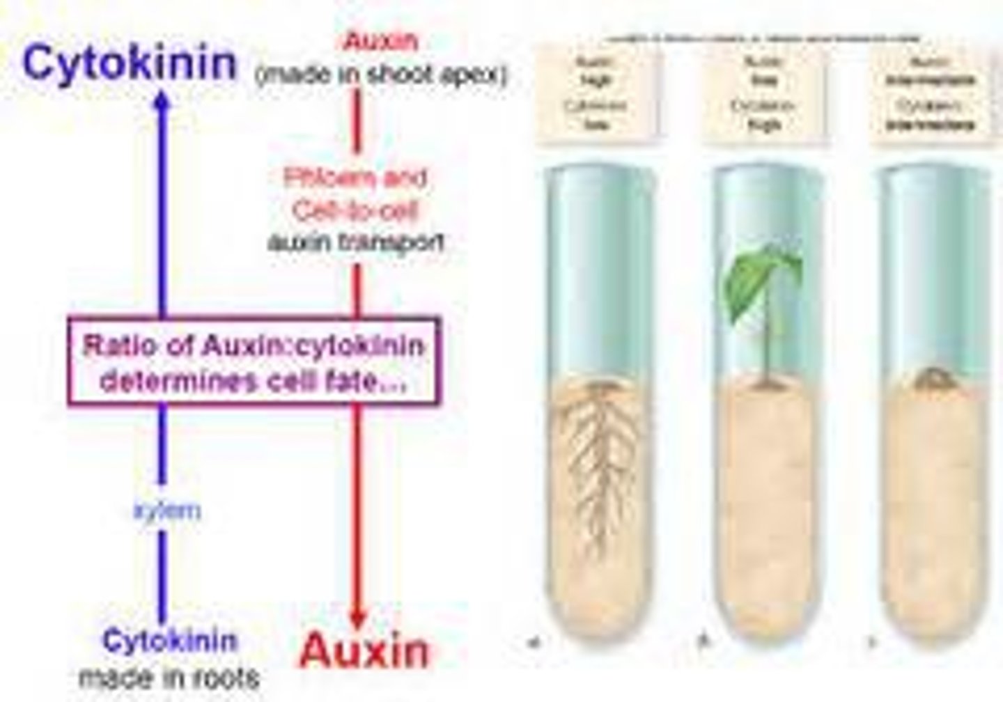 <p>Shoot growth</p><p>Stimulate cell division (cytokinesis) in roots and shoots, delay senescence (aging) of tissues, and promote leaf expansion</p>