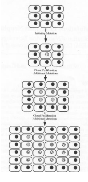 <p><span style="font-family: &quot;Times New Roman&quot;, serif;"><u>Tumor heterogeneity</u> =</span></p><p class="MsoListParagraphCxSpFirst"><span style="font-family: Aptos, sans-serif;">-</span><span style="font-family: &quot;Times New Roman&quot;; line-height: normal; font-size: 7pt;">&nbsp;&nbsp;&nbsp;&nbsp;&nbsp;&nbsp;&nbsp;&nbsp;&nbsp; </span><span style="font-family: &quot;Times New Roman&quot;, serif;">Alterations in cellular DNA accumulate over time in succeeding generations of daughter cells (clonal expansion)</span></p><p class="MsoListParagraphCxSpMiddle"><span style="font-family: Aptos, sans-serif;">-</span><span style="font-family: &quot;Times New Roman&quot;; line-height: normal; font-size: 7pt;">&nbsp;&nbsp;&nbsp;&nbsp;&nbsp;&nbsp;&nbsp;&nbsp;&nbsp; </span><span style="font-family: &quot;Times New Roman&quot;, serif;">Daughter cells with several mutations replace the cells previously comprising the tumor, thus, tumors have high heterogeneity</span></p><p class="MsoListParagraphCxSpLast"><span style="font-family: Aptos, sans-serif;">-</span><span style="font-family: &quot;Times New Roman&quot;; line-height: normal; font-size: 7pt;">&nbsp;&nbsp;&nbsp;&nbsp;&nbsp;&nbsp;&nbsp;&nbsp;&nbsp; </span><span style="font-family: &quot;Times New Roman&quot;, serif;">Different mutations</span></p>