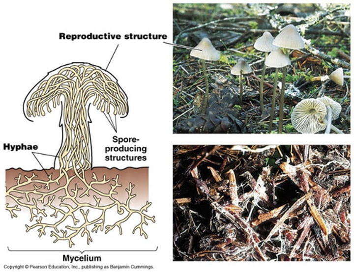 <p>mass of thread-like hyphae; forms body of a fungus</p>