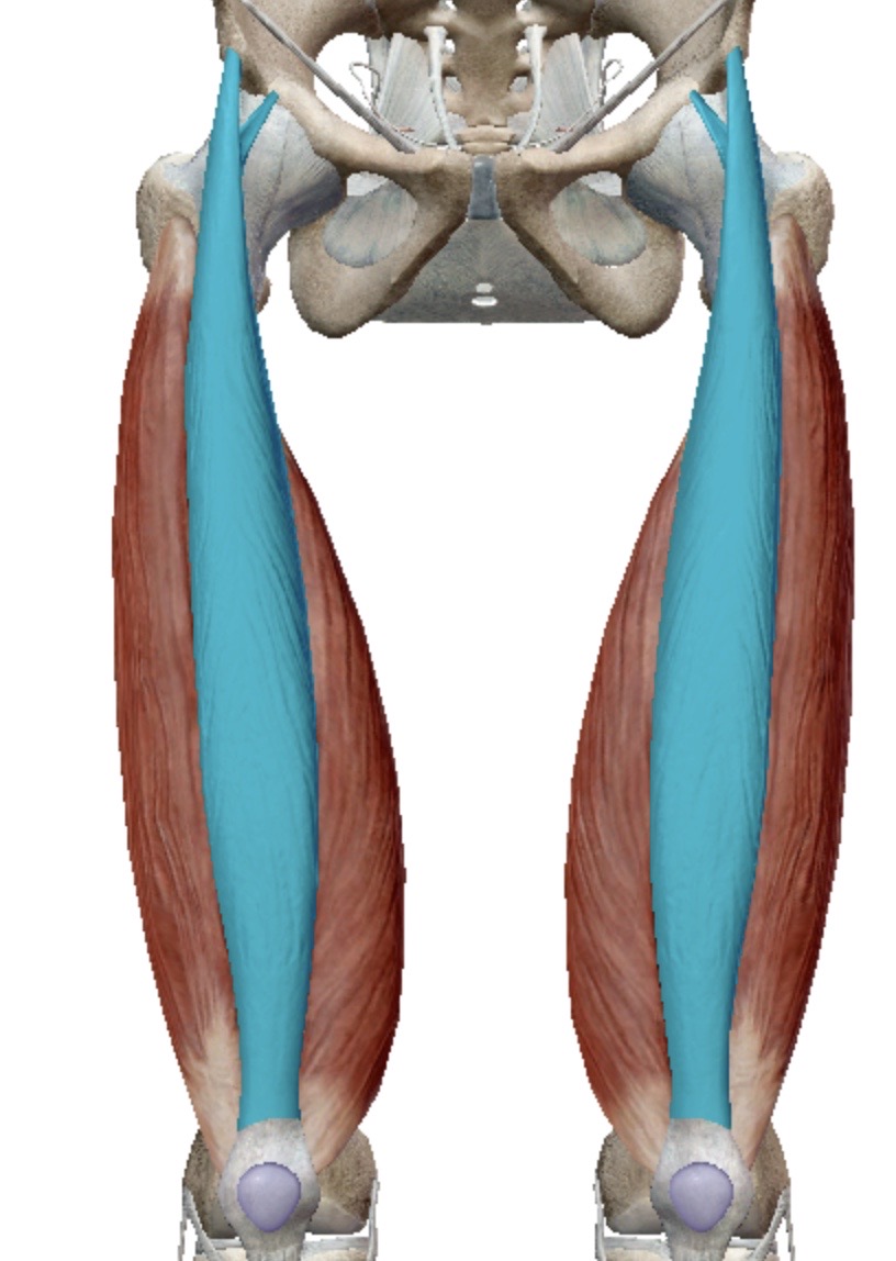 <p>Identify this muscle</p>