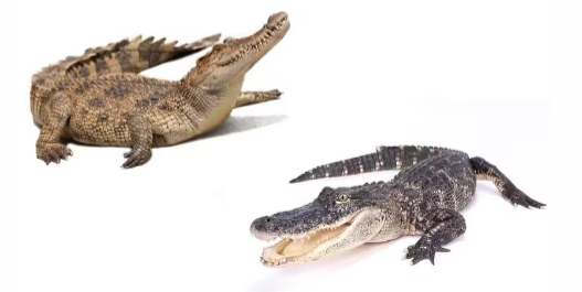<p>Crocodilians</p>