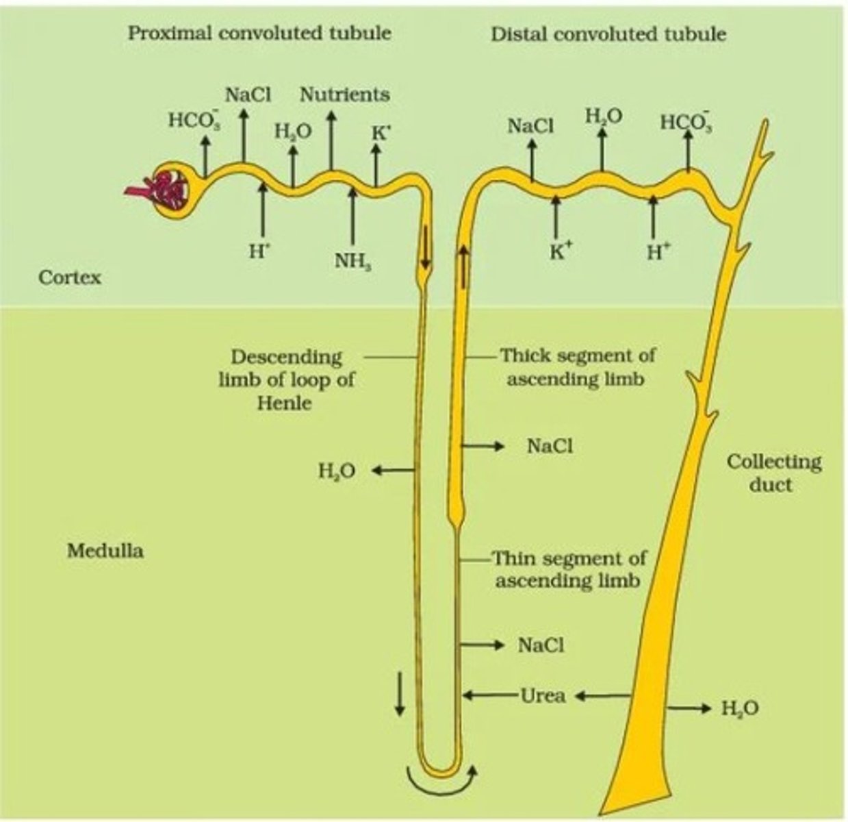 <p>The malpighian/renal corpuscle (includes glomerulus + bowman's capsule), PCT, and DCT of a nephron in a human kidney, are situated in which region of the kidney?</p>