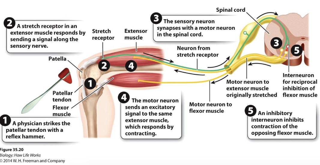 knee-jerk reflexafferent: signal from hammer causes stretch (stimulus) to integrating center