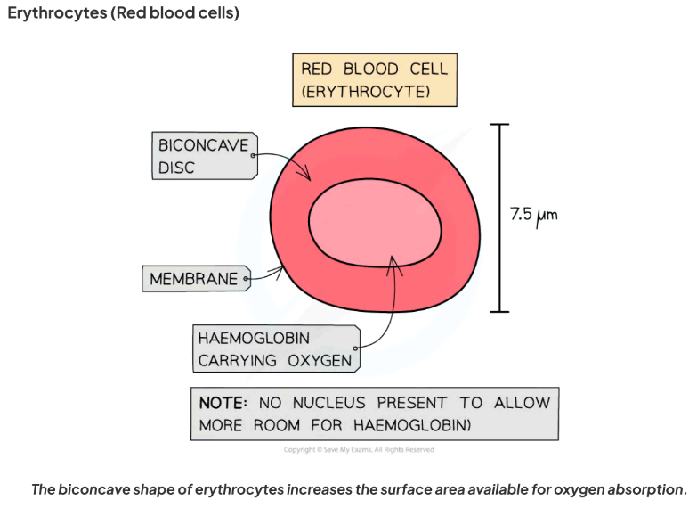 <p>- <strong>Shape</strong>: Flattened <strong>biconcave discs</strong> → ↑ surface area: volume ratio for gas exchange.</p><p>- <strong>Function</strong>: Transport oxygen around body.</p><p>- <strong>Adaptations</strong>:</p><p>- No nucleus / few organelles → more room for haemoglobin (O₂-carrying protein).</p><p>- Flexible → squeeze through narrow capillaries.</p><p>- Packed with haemoglobin in cytoplasm.</p><p>- <strong>Size</strong>: ~7.5 μm diameter, 2 μm thick.</p>