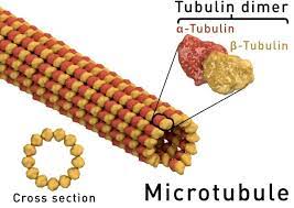 <p>A hollow rod composed of tubulin proteins that makes up part of the cytoskeleton in all eukaryotic cells and is found in the cilia and flagella. </p>