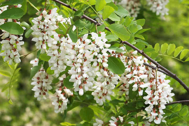 <p>Robinia pseudoacacia </p>