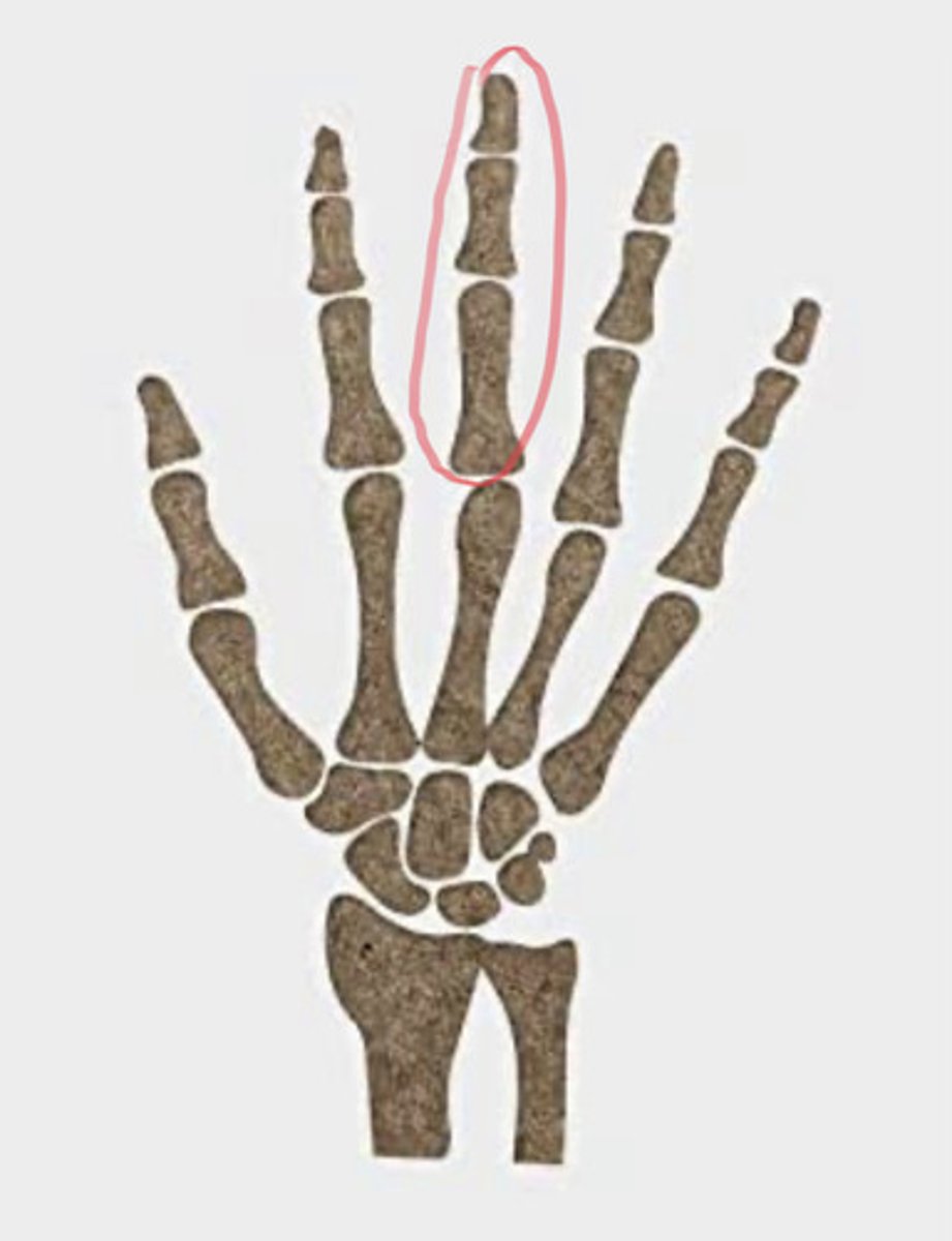 <p>Third digit of the hand, third finger, or middle finger.... the long axis of the limb goes through the finger</p>