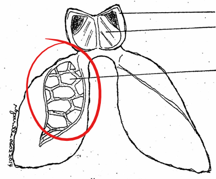 <p>small thin-walled chambers which fill up the anterior of the lungs; richly supplied with blood capillaries; where gaseous exchange between  the lungs and blood occurs; increases surface area of the lungs</p>