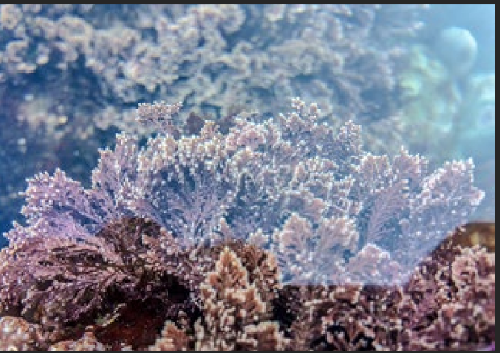 <p>What is the Portugese name of this species?</p>