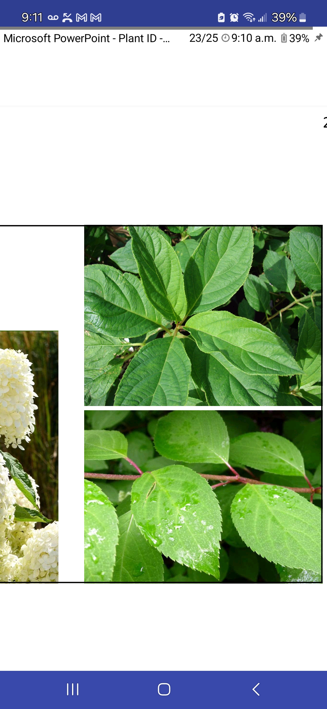 <p>Peegee hydrangea</p>