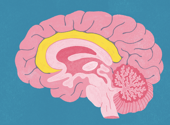 <p>Limbic structure INSIDE cortex. Plays a role in cognitive and emotional processing. </p>