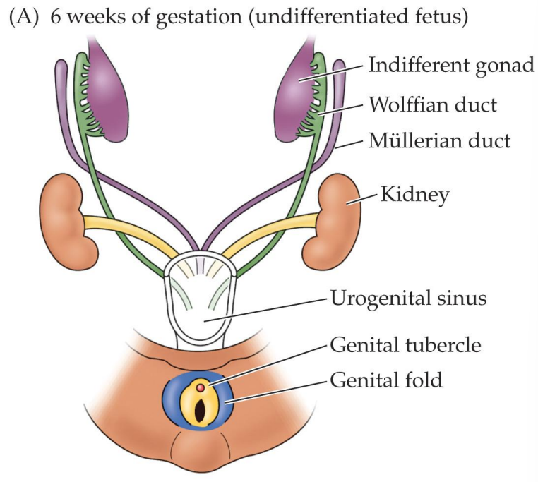 <p>At 6 weeks, zygote contains two precursor duct systems (Wolffian system and Müllerian system)</p><p>Once formed, fetal testes release testosterone and Müllerian-inhibiting hormone (8 weeks of gestation)</p>