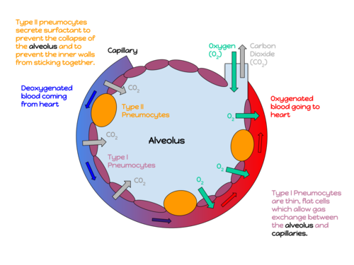 Alveolus as an oval with scalloped edges-  maximizes surface area for gas exchange.

Alveolus wall is a single layer of Type 1 pneumocytes- minimizes distance gases have to travel between the blood in the capillary and the air in the alveolus. 

Lumen of alveolus- volume of air for gas exchange.

Surfactant produced by Type II pneumocytes- reduces surface tension and prevents collapse of alveolus when air is exhaled.

Bronchial tube ending at alveolus- tube for transport of air into and out of the alveolus.

Capillary surrounding outside of the alveolus- minimizes distance gases have to travel between the blood in the capillary and the air in the alveolus. 

Capillary wall is a single cell thick- minimizes distance gases have to travel between the blood in the capillary and the air in the alveolus. 