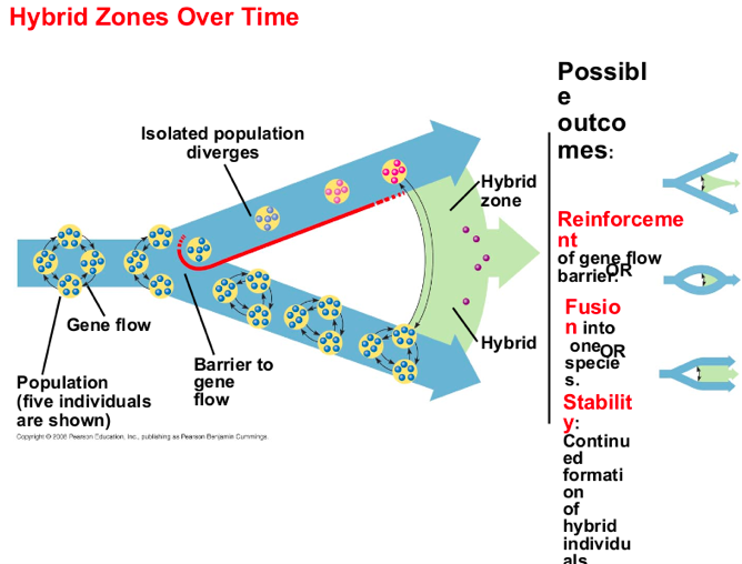 <ul><li><p>Reinforcement -- Strengthening of reproductive barriers reducing gene flow.</p></li><li><p>Fusion -- Weakening of reproductive barriers with eventual fusion into one species.</p></li><li><p>Stabilizing -- Continued formation of hybrid individuals.</p></li></ul><p></p>