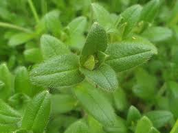 <p>Mouse Ear Chickweed</p>