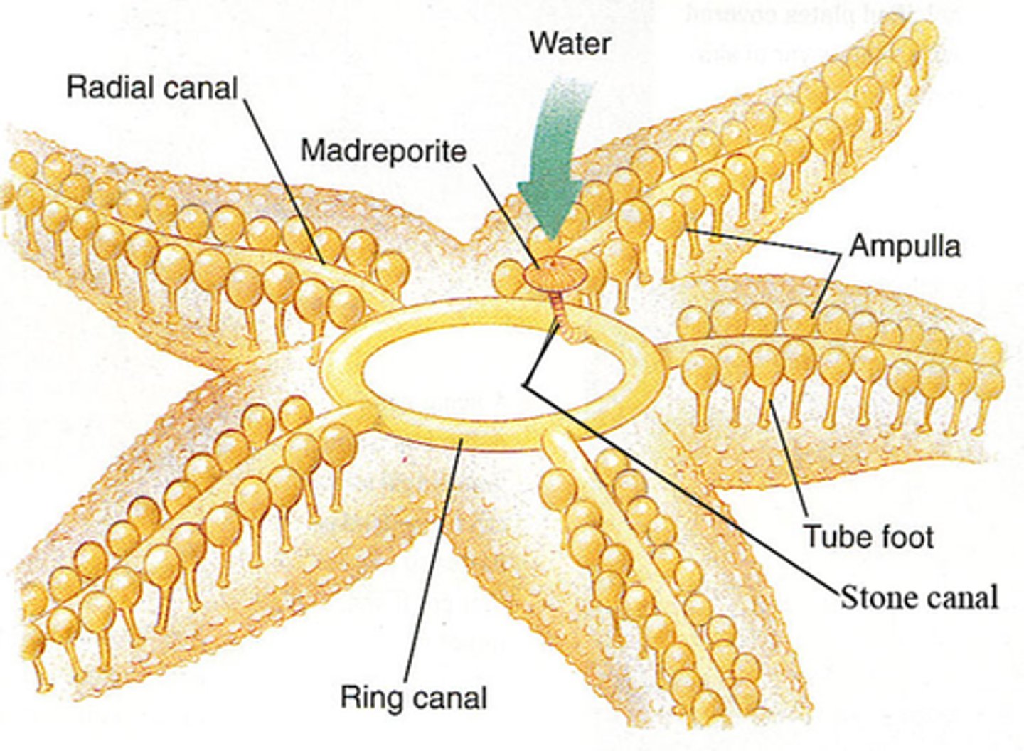 <p>A network of hydraulic canals unique to echinoderms that branches into extensions called tube feet, which function in locomotion, feeding, and gas exchange</p>