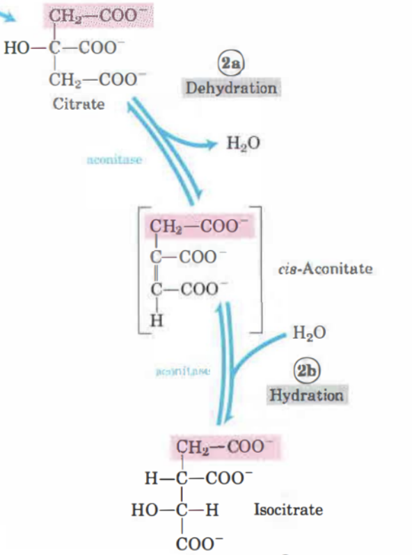 <p>Citrat omvandlas till <strong>isocitrat</strong> genom en reversibel <strong>dehydrering</strong>. Katalyseras av aconitas. </p>