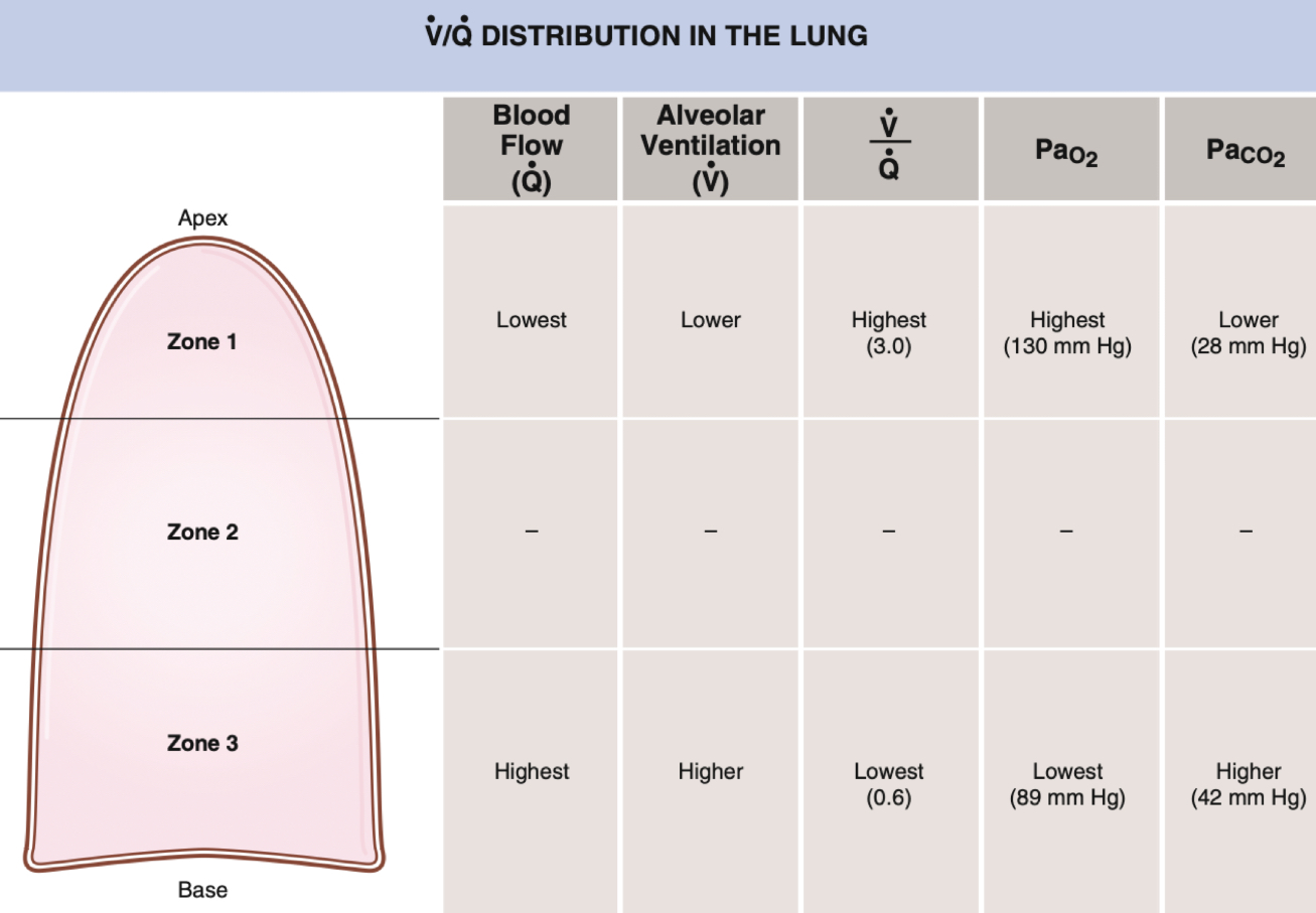 <p>Ventilation/perfusion</p><p>V/Q</p><p>Ideal is 0.8</p>
