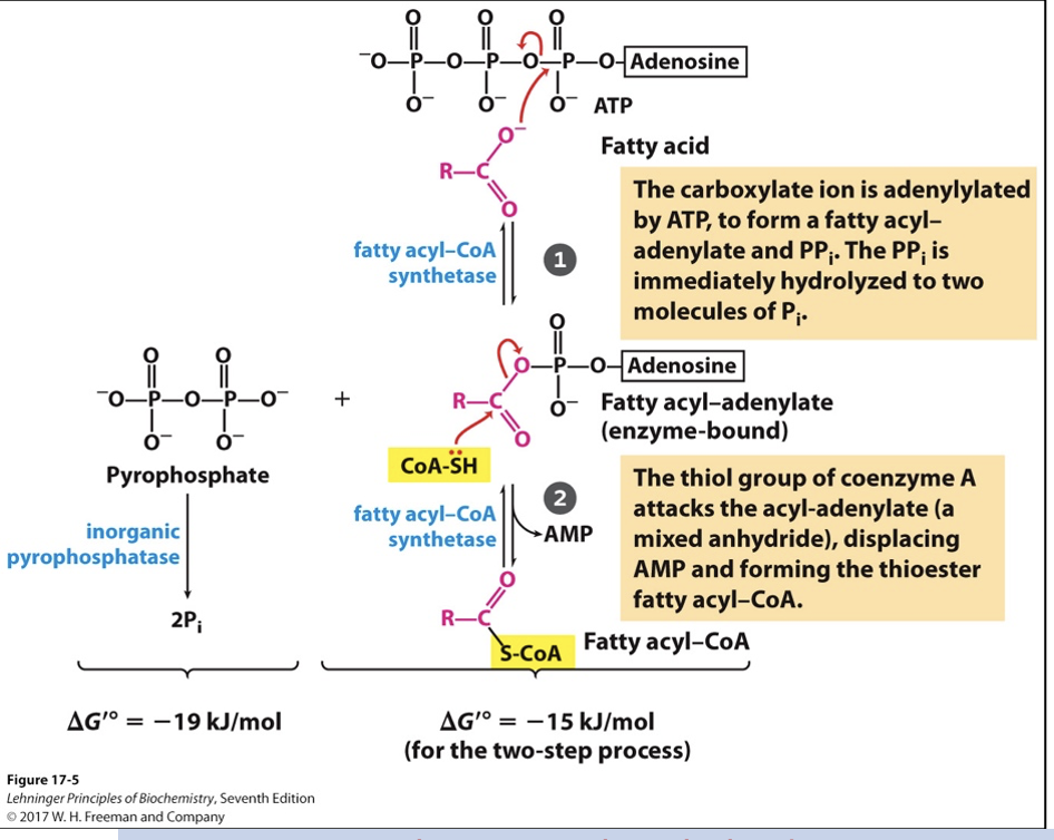 <ul><li><p><span>Transport or attachment to phospholipids requires conversion to fatty acyl-CoA</span></p></li><li><p class="MsoListParagraphCxSpMiddle"><span>Fatty acid -&gt; Fatty acyl-CoA</span></p><ul><li><p class="MsoListParagraphCxSpMiddle"><span>Enzymes: fatty acyl-CoA synthetase and inorganic phosphatase</span></p></li><li><p class="MsoListParagraphCxSpMiddle"><span>Highly exergonic reaction</span></p></li><li><p class="MsoListParagraphCxSpMiddle"><span>Total: 2 ATP equivalents consumed</span></p><ul><li><p class="MsoListParagraphCxSpMiddle"><span>Consume 1 physical ATP molecule, but produce AMP</span></p></li><li><p class="MsoListParagraphCxSpLast"><span>To return AMP back to ATP, use 2 inorganic phosphates (1 ATP equivalent)</span></p></li></ul></li></ul></li></ul><p></p>