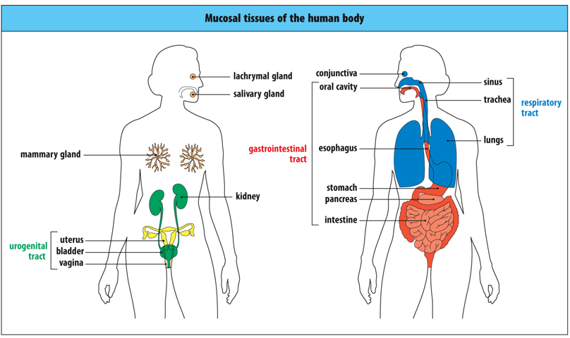 <p>This diagram of a woman shows the mucosal tissues. The mammary glands are a mucosal tissue only after pregnancy, when the breast is lactating. Red, gastrointestinal tract; blue, respiratory tract and conjunctiva; green, urinary tract; yellow, genital tract; orange, secretory glands.</p>