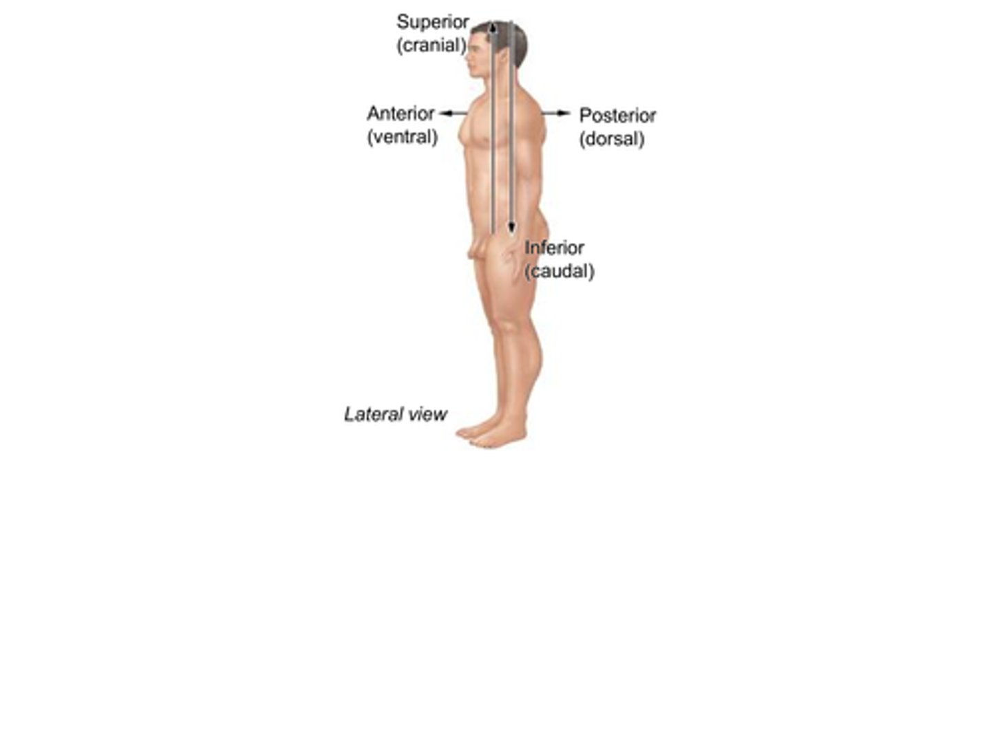 <p>Which anatomical term refers to the front (ventral) side of the human body?</p><p>A) Posterior</p><p>B) Dorsal</p><p>C) Anterior</p><p>D) Superior</p>
