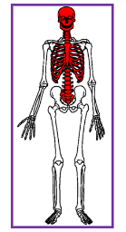 <p>Appendicular Skeleton</p>