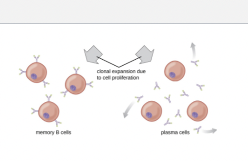 <p><span>T-cell dependent B- cell activation components CONTINUED</span></p>