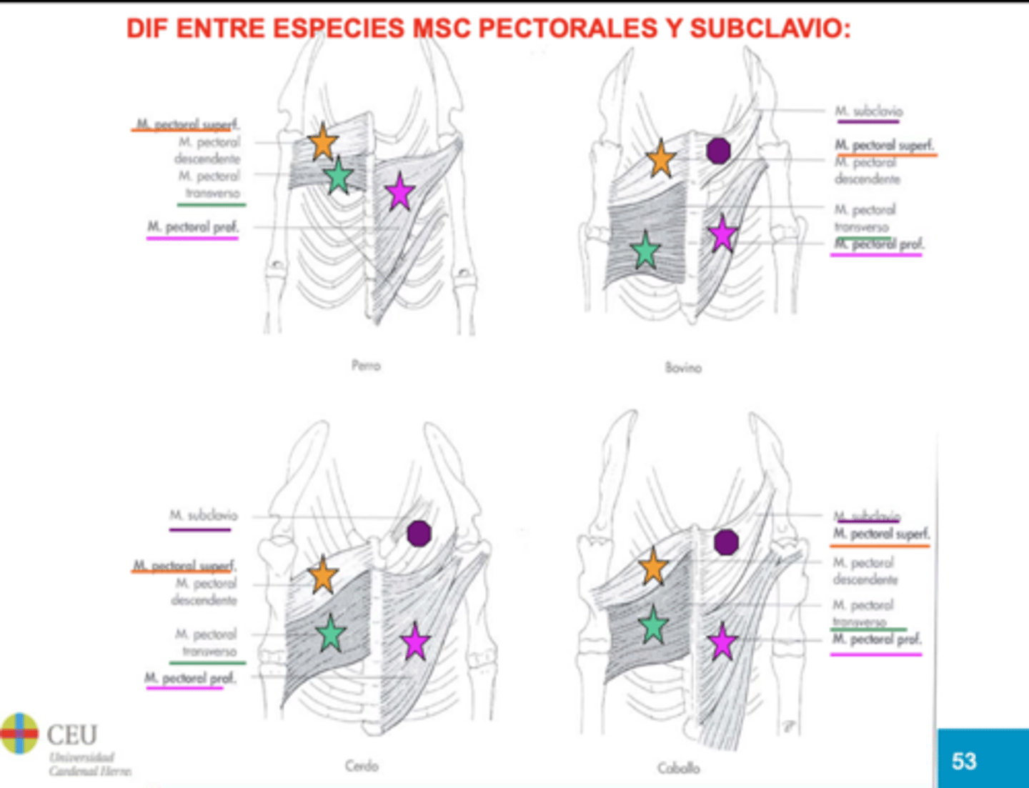 <p>Origen: Manubrio esternón </p><p>Inserción: Porción craneal escápula</p><p>Función: aproximador y anteversor húmero. Inervación: n. subclavio</p><p>Diferencia entre especies </p>