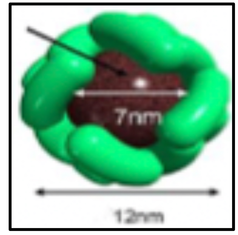 <p>Une protéine de stockage du fer</p>