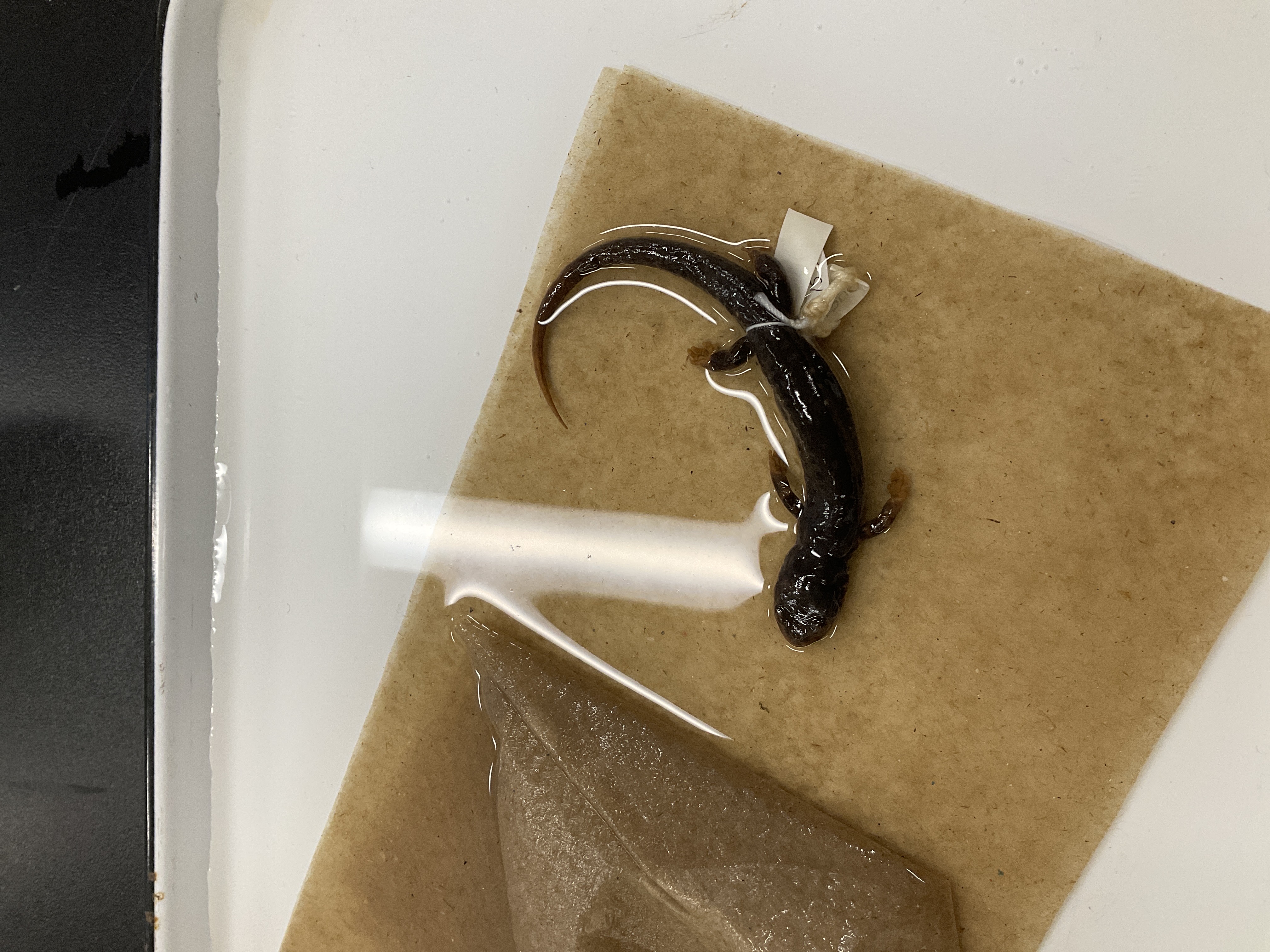 <p>Family and species </p>