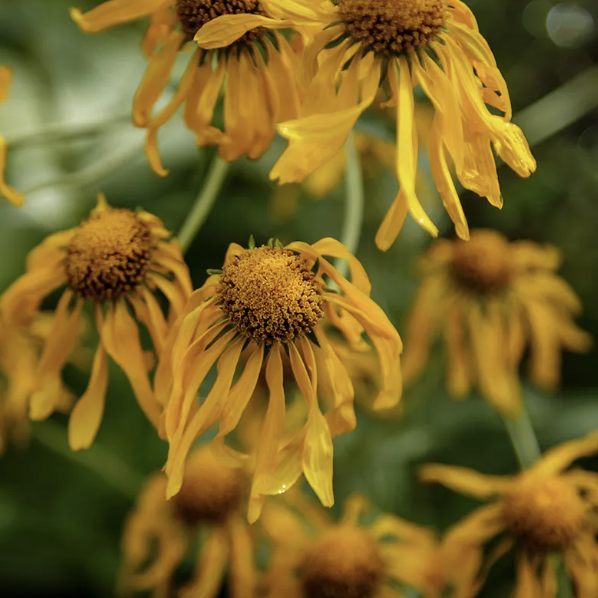 <ul><li><p>asteraceae family </p></li><li><p>ray and disk flowers</p></li><li><p>used medicinally for muscle pain</p></li><li><p>toxic if ingested</p></li></ul><p></p>