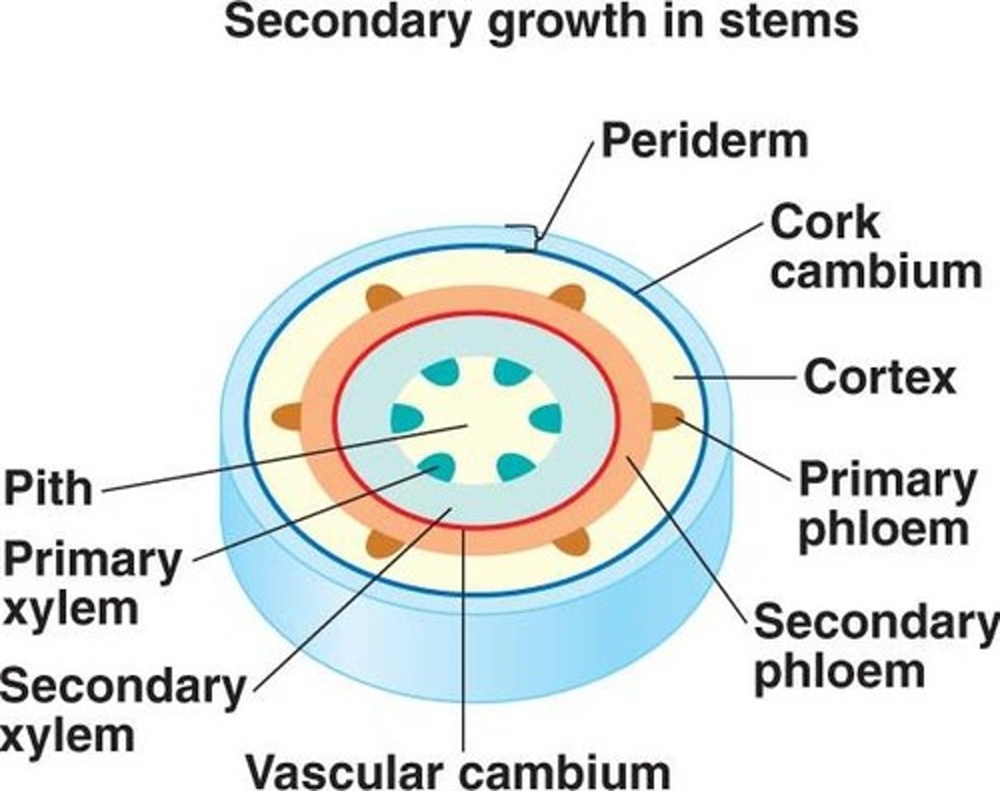 <p>a ring of meristematic tissue located between the primary xylem and primary phloem</p>