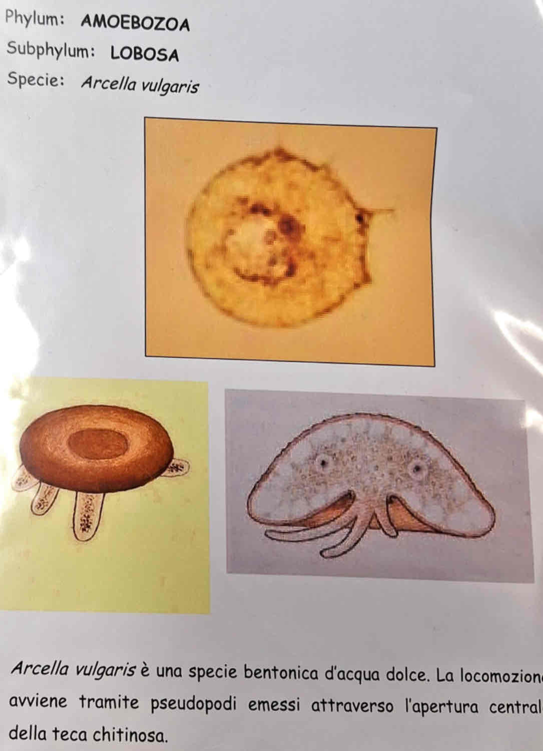 <p><em>Arcella vulgaris</em></p>