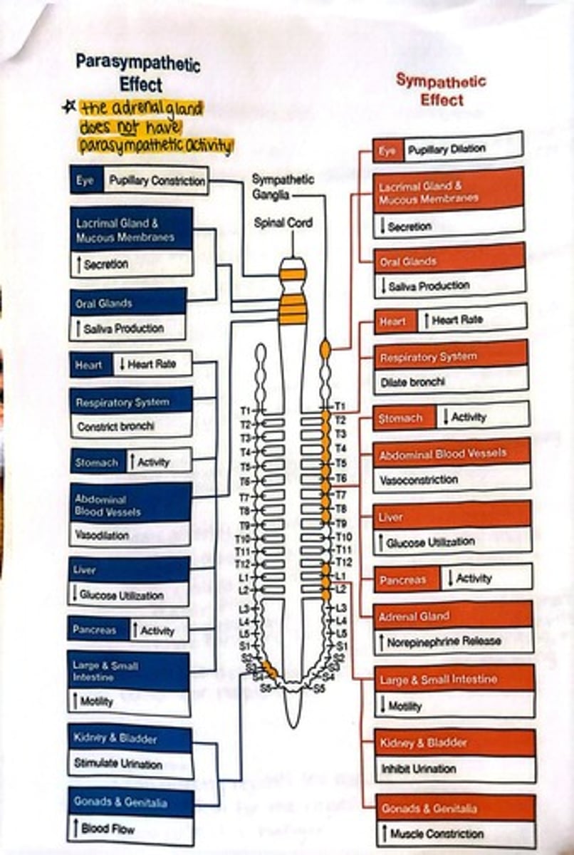 <p>Sympathetic Nervous System and Parasympathetic Nervous System.</p>