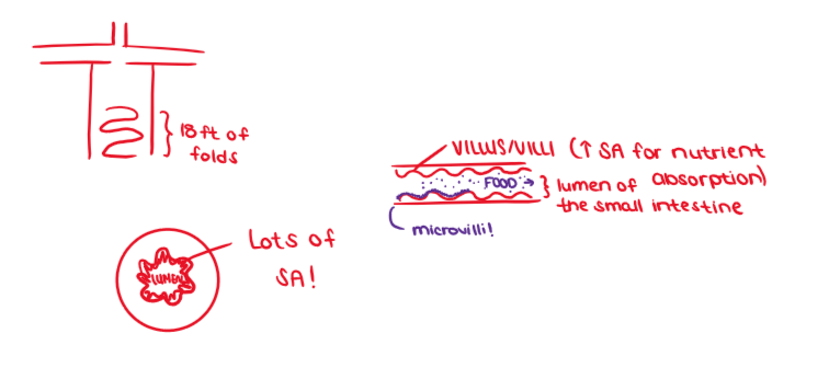 <ol><li><p>INCREASE SURFACE AREA WITHOUT INCREASING VOLUME</p><ol><li><p><u>High</u> SA : V = more efficient cells</p></li></ol></li></ol><p></p>
