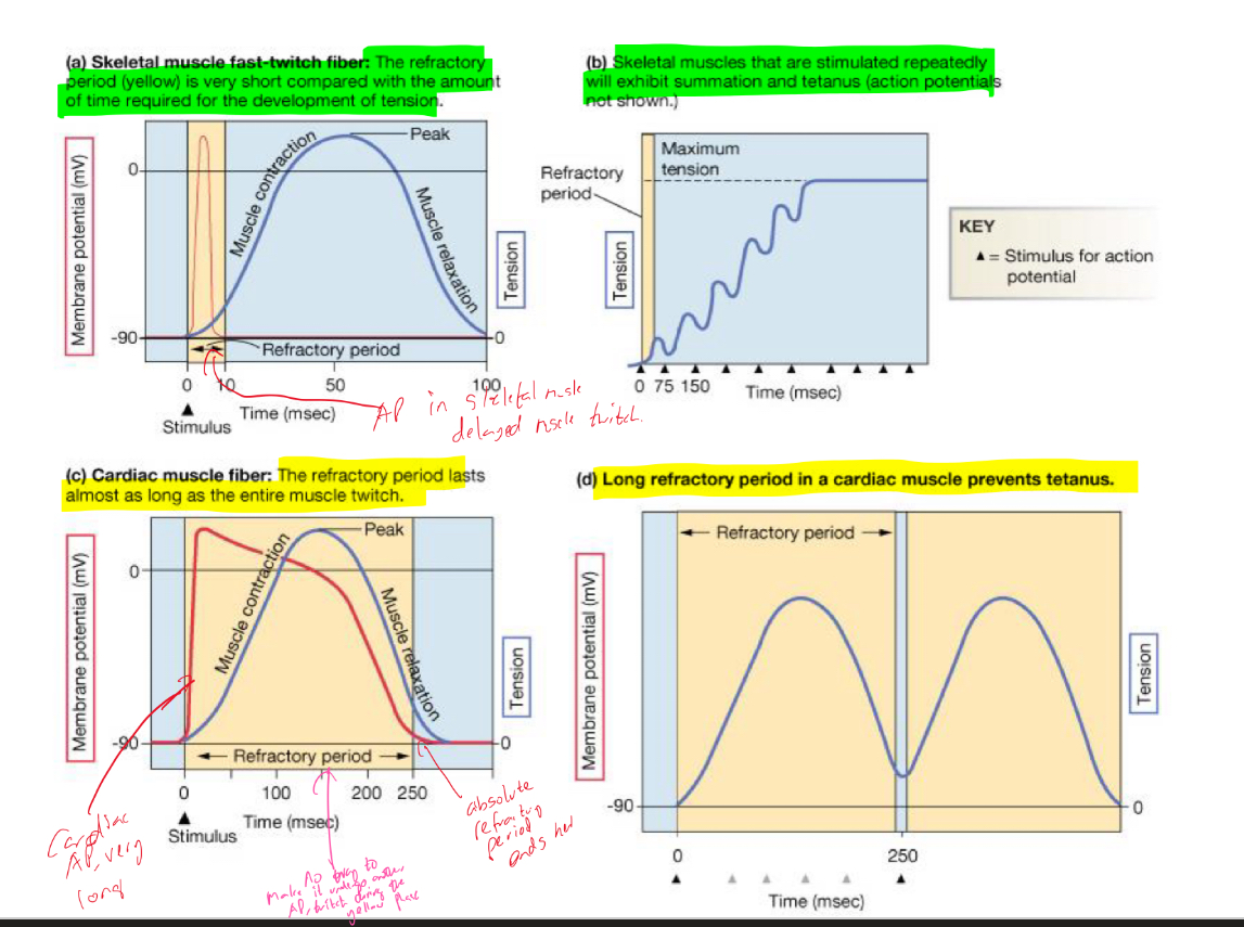 <ul><li><p>Skeletal muscle fast-twitch fiber = The refractory period is very short compared with the amount of of time required for the development of tension, skeletal muscles that are stimulated repeatedly will exhibit summation and tetanus </p></li><li><p>Cardiac muscle fibers = The refractory period lasts almost as long as the entire muscle twitch, long refractory period in a cardiac muscle prevents tetanus</p></li></ul><p></p>