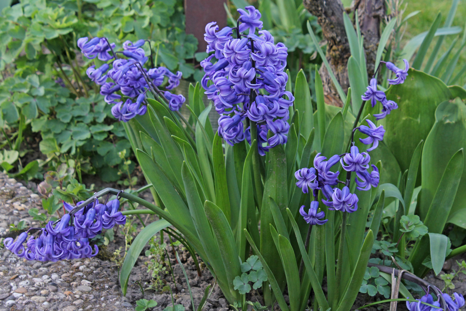 <p>Hyacinth</p>