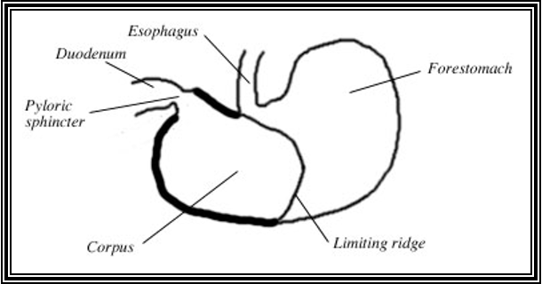 <ul><li><p><span>Glandular stomach and non-glandular forestomach are separated by a fold/ridge called a <strong>limiting ridge</strong>.&nbsp; This ridge covers the entrance to the esophagus making it impossible for Rats/Mice to vomit.</span></p></li><li><p><span><mark data-color="blue" style="background-color: blue; color: inherit">Mice have a gall bladder</mark> (rats do not)</span></p></li><li><p><span>Have a large store of <strong>brown fat, </strong>also called hibernation tissue (located around neck and between shoulders)</span></p></li><li><p><span>10x the energy storage of other fat</span></p></li></ul><p></p>