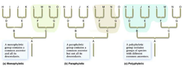 <p>a group w/ 2 or more ancestors, but not including the true common ancestors of its members</p>
