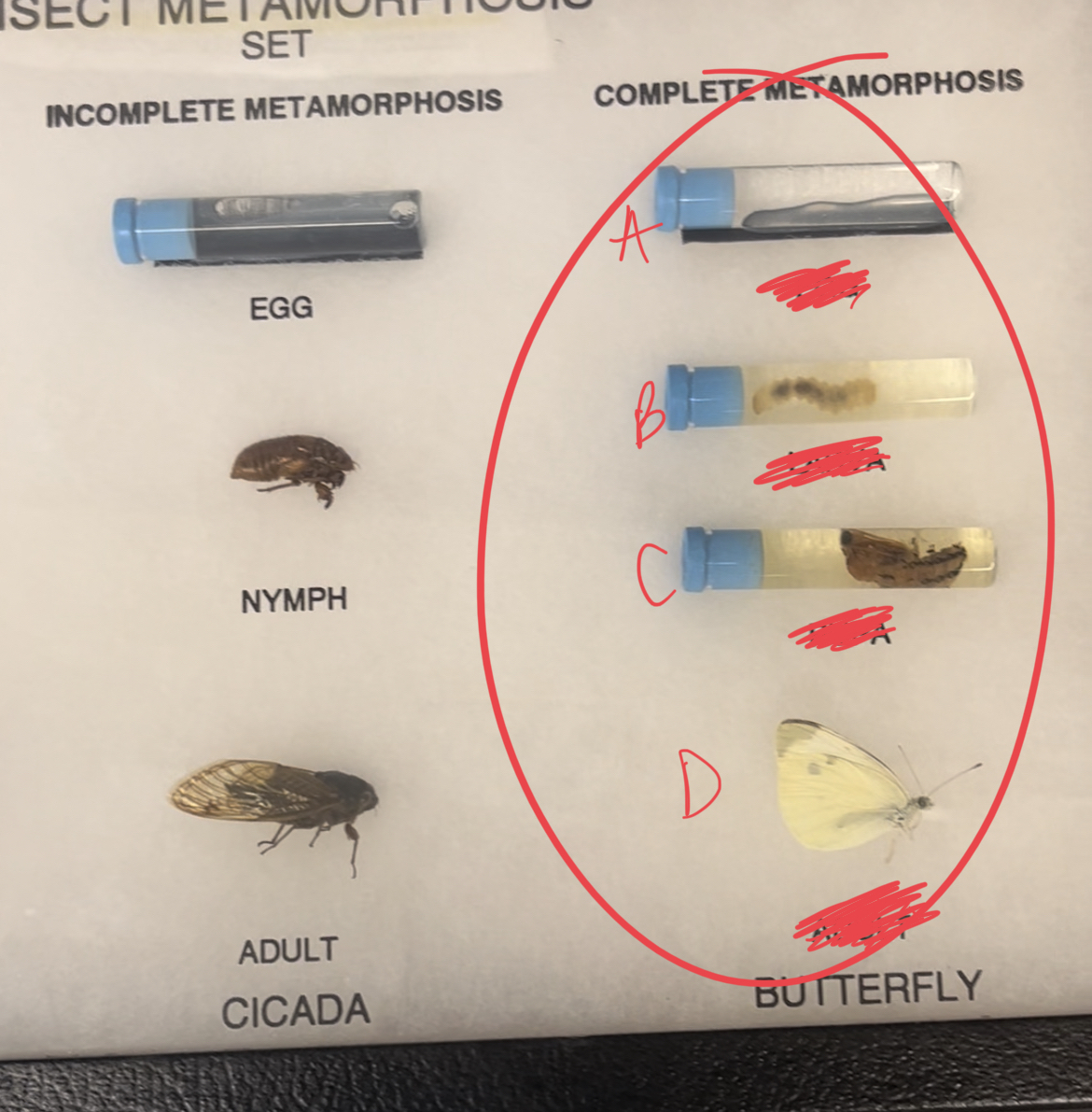 <ul><li><p>type of metamorphosis?</p></li><li><p>label stages</p></li></ul>