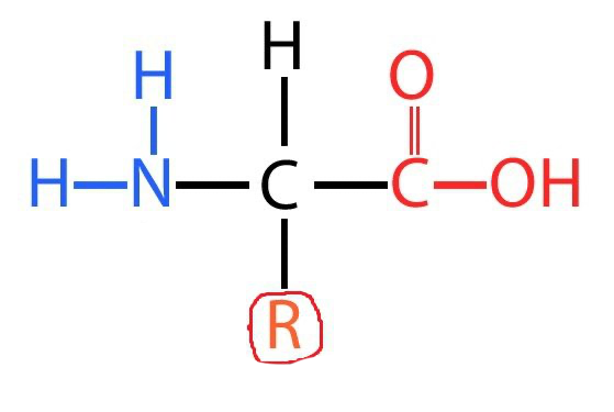 <p>Amino acid diagram </p>