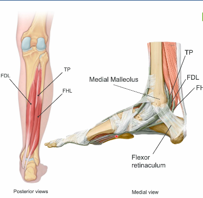 <p>once these muscles travel posterior to the medial malleolus (tarsal tunnel) something happens, what would this structural relationship be?</p>