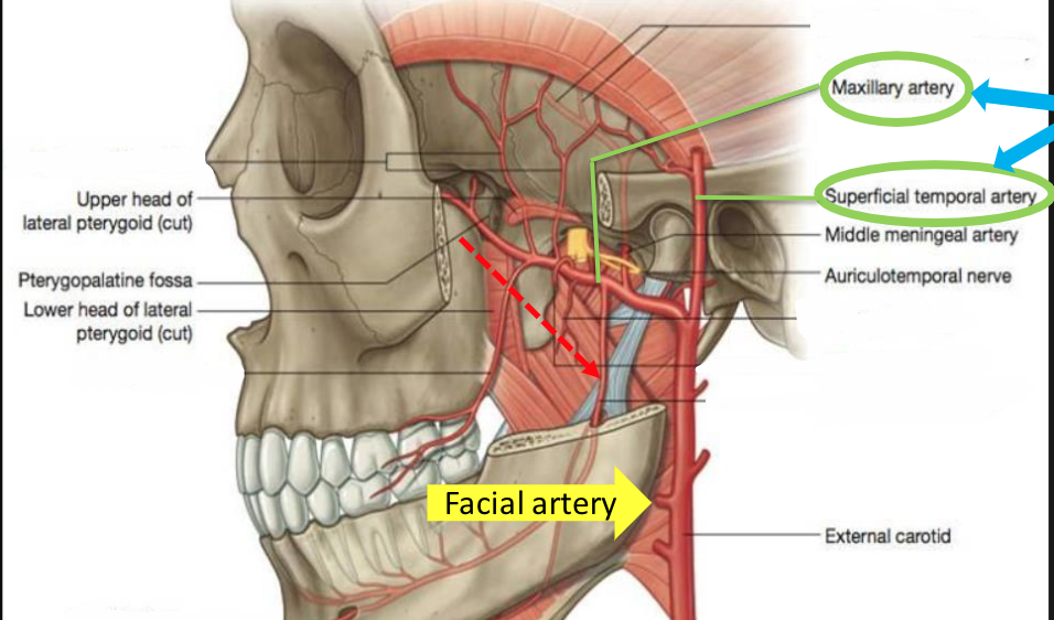 <p>-branch of external carotid</p><p>-supplies the superficial structures of the face</p>