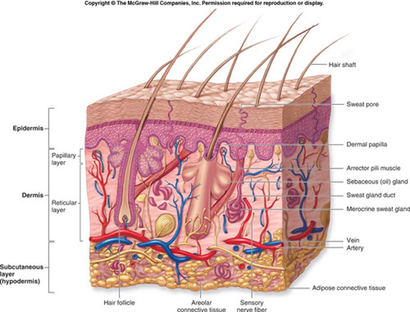 <p>Consists of the skin, mucous membranes, hair, and nail<br>--&gt; Function: protection, water retention, thermoregulation, vitamin D synthesis, cutaneous sensation, nonverbal communication</p>