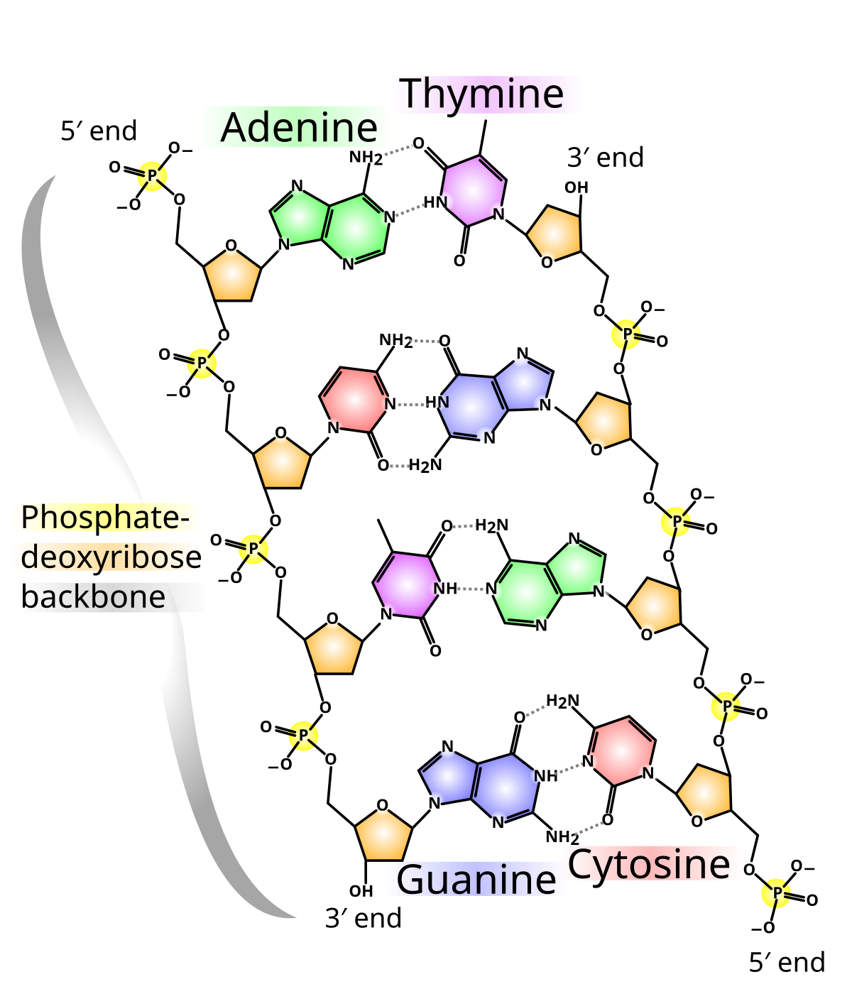 <p>describe the structure of DNA</p>