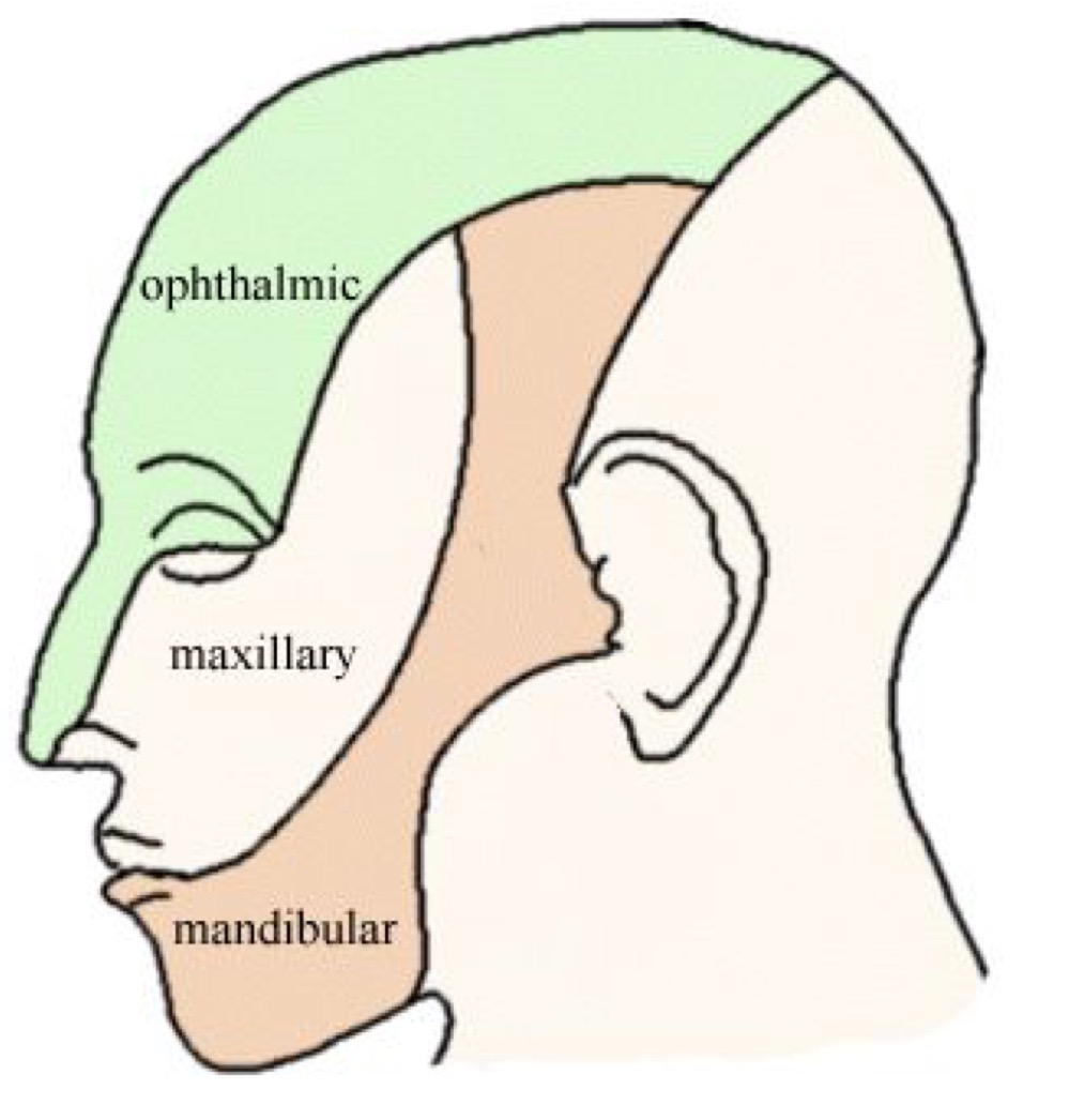 v1 - ophthalmic
v2 - maxillary
v3 - mandibular