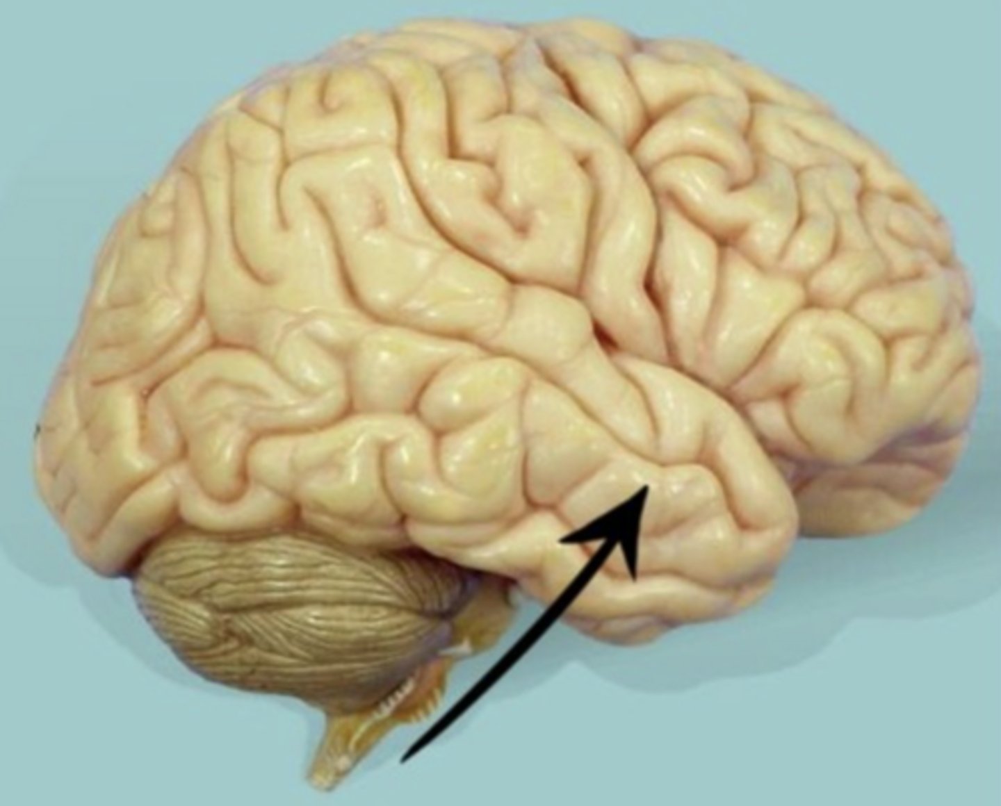 <p>lobe?</p>