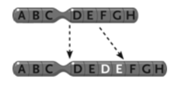 <p><span style="background-color: transparent; font-family: "Times New Roman", serif;"><span>43. The change in the chromosome depicted between the top and the bottom in the accompanying figure represents a(n) ____.</span></span></p><table style="min-width: 75px;"><colgroup><col style="min-width: 25px;"><col style="min-width: 25px;"><col style="min-width: 25px;"></colgroup><tbody><tr><td colspan="1" rowspan="1" style="vertical-align: top; overflow: hidden; overflow-wrap: break-word;"><p><span style="background-color: transparent;"><span> </span></span></p></td><td colspan="1" rowspan="1" style="vertical-align: top; padding: 1.5pt 0pt; overflow: hidden; overflow-wrap: break-word;"><p><span style="background-color: transparent; font-family: "Times New Roman", serif;"><span>a. </span></span></p></td><td colspan="1" rowspan="1" style="vertical-align: top; padding: 1.5pt 20pt 1.5pt 0pt; overflow: hidden; overflow-wrap: break-word;"><p><span style="background-color: transparent; font-family: "Times New Roman", serif;"><span>inversion</span></span></p></td></tr><tr><td colspan="1" rowspan="1" style="vertical-align: top; overflow: hidden; overflow-wrap: break-word;"><p><span style="background-color: transparent;"><span> </span></span></p></td><td colspan="1" rowspan="1" style="vertical-align: top; padding: 1.5pt 0pt; overflow: hidden; overflow-wrap: break-word;"><p><span style="background-color: transparent; font-family: "Times New Roman", serif;"><span>b. </span></span></p></td><td colspan="1" rowspan="1" style="vertical-align: top; padding: 1.5pt 20pt 1.5pt 0pt; overflow: hidden; overflow-wrap: break-word;"><p><span style="background-color: transparent; font-family: "Times New Roman", serif;"><span>duplication</span></span></p></td></tr><tr><td colspan="1" rowspan="1" style="vertical-align: top; overflow: hidden; overflow-wrap: break-word;"><p><span style="background-color: transparent;"><span> </span></span></p></td><td colspan="1" rowspan="1" style="vertical-align: top; padding: 1.5pt 0pt; overflow: hidden; overflow-wrap: break-word;"><p><span style="background-color: transparent; font-family: "Times New Roman", serif;"><span>c. </span></span></p></td><td colspan="1" rowspan="1" style="vertical-align: top; padding: 1.5pt 20pt 1.5pt 0pt; overflow: hidden; overflow-wrap: break-word;"><p><span style="background-color: transparent; font-family: "Times New Roman", serif;"><span>reciprocal translocation</span></span></p></td></tr><tr><td colspan="1" rowspan="1" style="vertical-align: top; overflow: hidden; overflow-wrap: break-word;"><p><span style="background-color: transparent;"><span> </span></span></p></td><td colspan="1" rowspan="1" style="vertical-align: top; padding: 1.5pt 0pt; overflow: hidden; overflow-wrap: break-word;"><p><span style="background-color: transparent; font-family: "Times New Roman", serif;"><span>d. </span></span></p></td><td colspan="1" rowspan="1" style="vertical-align: top; padding: 1.5pt 20pt 1.5pt 0pt; overflow: hidden; overflow-wrap: break-word;"><p><span style="background-color: transparent; font-family: "Times New Roman", serif;"><span>deletion</span></span></p></td></tr><tr><td colspan="1" rowspan="1" style="vertical-align: top; overflow: hidden; overflow-wrap: break-word;"><p><span style="background-color: transparent;"><span> </span></span></p></td><td colspan="1" rowspan="1" style="vertical-align: top; padding: 1.5pt 0pt; overflow: hidden; overflow-wrap: break-word;"><p><span style="background-color: transparent; font-family: "Times New Roman", serif;"><span>e. </span></span></p></td><td colspan="1" rowspan="1" style="vertical-align: top; padding: 1.5pt 20pt 1.5pt 0pt; overflow: hidden; overflow-wrap: break-word;"><p><span style="background-color: transparent; font-family: "Times New Roman", serif;"><span>Philadelphia chromosome</span></span></p></td></tr></tbody></table><p></p>